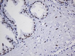 ZSCAN18 Monoclonal Antibody (OTI2A9), TrueMAB , OriGene:Antibodies:Primary