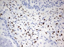 ZSCAN18 Mouse anti-Human, Clone: UMAB114, liquid, UltraMAB 30 &mu;L; Unconjugated:Antibodies,