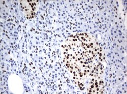 ZSCAN18 Mouse anti-Human, Clone: UMAB114, liquid, UltraMAB 30 &mu;L; Unconjugated:Antibodies,