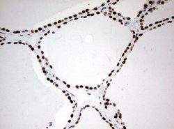 ZSCAN18 Mouse anti-Human, Clone: UMAB114, liquid, UltraMAB 30 &mu;L; Unconjugated:Antibodies,
