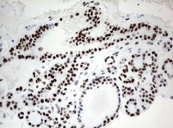 ZSCAN18 Mouse anti-Human, Clone: UMAB114, liquid, UltraMAB 30 &mu;L; Unconjugated:Antibodies,