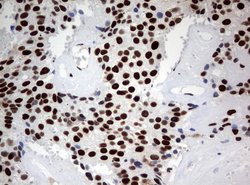 ZSCAN18 Mouse anti-Human, Clone: UMAB114, liquid, UltraMAB 30 &mu;L; Unconjugated:Antibodies,