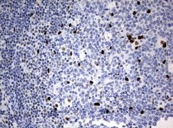 ZSCAN18 Mouse anti-Human, Clone: UMAB114, liquid, UltraMAB 30 &mu;L; Unconjugated:Antibodies,
