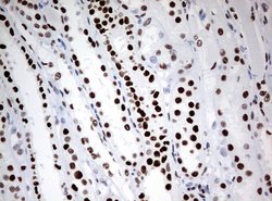 ZSCAN18 Mouse anti-Human, Clone: UMAB114, liquid, UltraMAB 30 &mu;L; Unconjugated:Antibodies,
