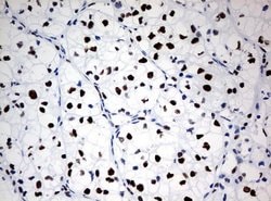 ZSCAN18 Mouse anti-Human, Clone: UMAB114, liquid, UltraMAB 30 &mu;L; Unconjugated:Antibodies,