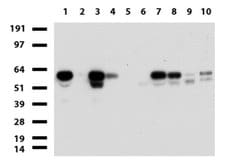 ZSCAN18 Mouse anti-Human, Clone: UMAB114, liquid, UltraMAB 30 &mu;L; Unconjugated:Antibodies,