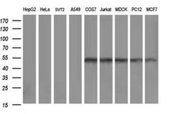 ZSCAN21 Mouse anti-Canine, Human, Rat, Clone: OTI1H7, lyophilized, TrueMAB