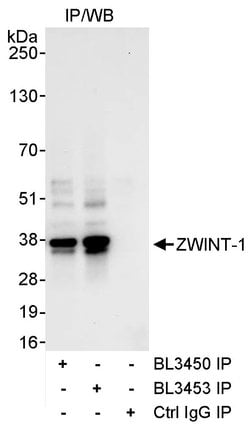 ZWINT-1 Rabbit anti-Human, Polyclonal, Bethyl Laboratories 10 &mu;L; Unconjugated:Antibodies,