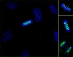 ZWINT-1 Polyclonal Antibody, Bethyl Laboratories 100 &mu;L | Buy Online | Bethyl Laboratories, Inc | Fisher Scientific