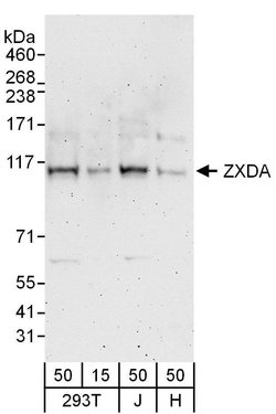 ZXDA/ZXDB Rabbit anti-Human, Polyclonal, Bethyl Laboratories 100 &mu;L;