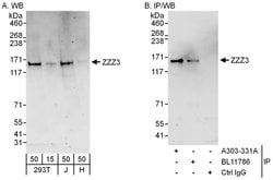 ZZZ3 Rabbit anti-Human, Polyclonal, Bethyl Laboratories 100 &mu;L; Unconjugated:Antibodies,