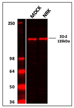 Invitrogen ZO-2 Polyclonal Antibody 100 &mu;g | Buy Online | Invitrogen&trade; | Fisher Scientific