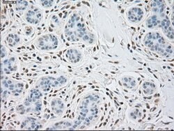 alpha-actinin (Actinin alpha 1) Mouse anti-Human, Clone: OTI7A4, liquid,