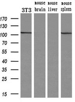 alpha-actinin (Actinin alpha 1) Mouse anti-Human, Clone: OTI7A4, lyophilized,