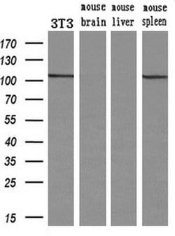 alpha-actinin (Actinin alpha 1) Mouse anti-Human, Clone: OTI7A4, liquid,