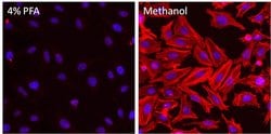 Invitrogen™ beta Actin Monoclonal Antibody (BA3R), DyLight™ 550