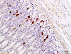 Gastrin Releasing Peptide Rabbit anti-Human, Polyclonal, Bioss 100 &mu;L;