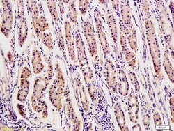 Osteopontin Rabbit anti-Human, Polyclonal, Bioss 100 &mu;L; Unconjugated:Antibodies,