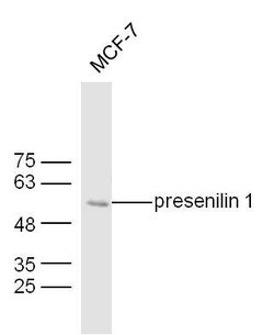 presenilin 1 Mouse anti-Human, Polyclonal, Bioss 100 &mu;L; Unconjugated:Antibodies,