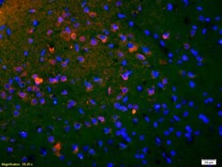 Phospho-CREB-1 (Ser133) Rabbit anti-Human, Polyclonal, Bioss 100 &mu;L;