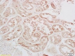 Phospho-CREB-1 (Ser133) Rabbit anti-Human, Polyclonal, Bioss 100 &mu;L;