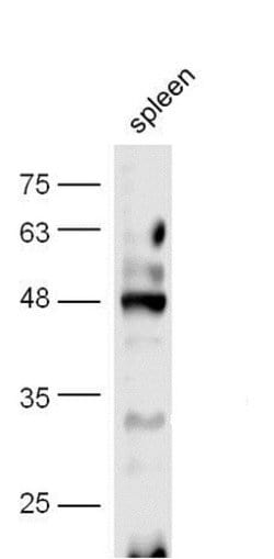 Phospho-CREB-1 (Ser133) Rabbit anti-Human, Polyclonal, Bioss 100 &mu;L;