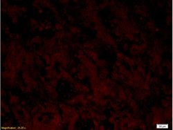 AIF Rabbit anti-Human, Polyclonal, Bioss 100 &mu;L; Unconjugated:Antibodies,