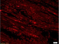 AIF Rabbit anti-Human, Polyclonal, Bioss 100 &mu;L; Unconjugated:Antibodies,