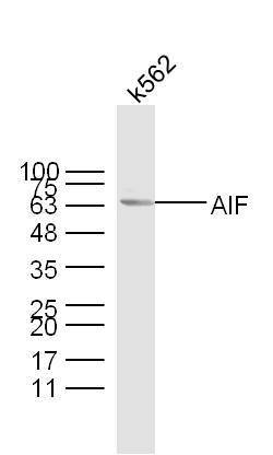 AIF Rabbit anti-Human, Polyclonal, Bioss 100 &mu;L; Unconjugated:Antibodies,