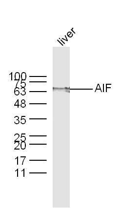 AIF Rabbit anti-Human, Polyclonal, Bioss 100 &mu;L; Unconjugated:Antibodies,