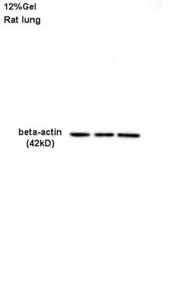 beta-Actin Rabbit anti-Human, Polyclonal, Bioss 100 &mu;L; Unconjugated:Antibodies,