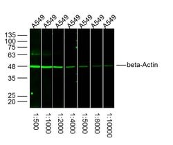 beta-Actin Rabbit anti-Human, Polyclonal, Bioss 100 &mu;L; Unconjugated:Antibodies,