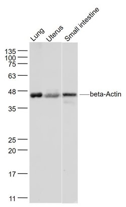 beta-Actin Rabbit anti-Human, Polyclonal, Bioss 100 &mu;L; Unconjugated:Antibodies,