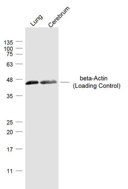beta-Actin Rabbit anti-Human, Polyclonal, Bioss 100 &mu;L; Unconjugated:Antibodies,