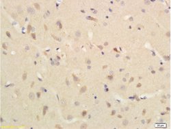 Substance P Rabbit anti-Human, Polyclonal, Bioss 100 &mu;L; Unconjugated:Antibodies,