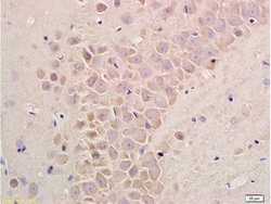 Substance P Rabbit anti-Human, Polyclonal, Bioss 100 &mu;L; Unconjugated:Antibodies,