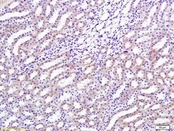 TGF beta 1 Rabbit anti-Human, Polyclonal, Bioss 100 &mu;L; Unconjugated:Antibodies,