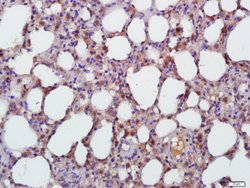 TGF beta 1 Rabbit anti-Human, Polyclonal, Bioss 100 &mu;L; Unconjugated:Antibodies,