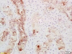 Secretin receptor Rabbit anti-Human, Polyclonal, Bioss 100 &mu;L; Unconjugated:Antibodies,