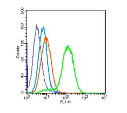 Calponin 1 Rabbit anti-Human, Polyclonal, Bioss 100 &mu;L; Unconjugated:Antibodies,