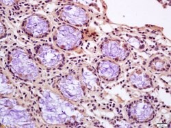 Calponin 1 Rabbit anti-Human, Polyclonal, Bioss 100 &mu;L; Unconjugated:Antibodies,