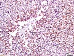 Calponin 1 Rabbit anti-Human, Polyclonal, Bioss 100 &mu;L; Unconjugated:Antibodies,