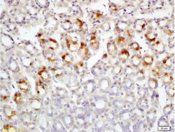Leptin receptor (Isoform B) Rabbit anti-Human, Polyclonal, Bioss 100 &mu;L;
