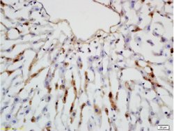 Leptin receptor (Isoform B) Rabbit anti-Human, Polyclonal, Bioss 100 &mu;L;