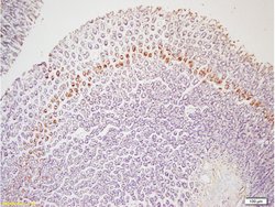 Leptin receptor (Isoform B) Rabbit anti-Human, Polyclonal, Bioss 100 &mu;L;