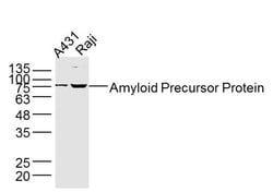 Amyloid Precursor Protein Rabbit anti-Human, Polyclonal, Bioss 100 &mu;L;