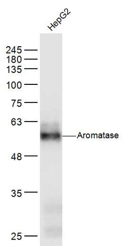 Aromatase Mouse anti-Human, Polyclonal, Bioss 100 &mu;L; Unconjugated:Antibodies,
