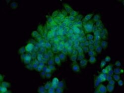 Bax Rabbit anti-Human, Polyclonal, Bioss 100 &mu;L; Unconjugated:Antibodies,
