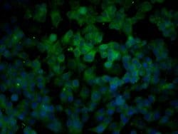 Bax Rabbit anti-Human, Polyclonal, Bioss 100 &mu;L; Unconjugated:Antibodies,