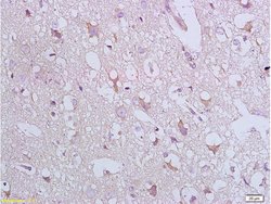 Bax Rabbit anti-Human, Polyclonal, Bioss 100 &mu;L; Unconjugated:Antibodies,